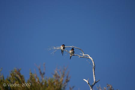 IMG_8890
