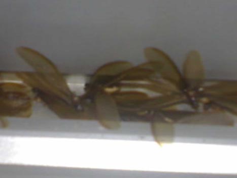 Image038