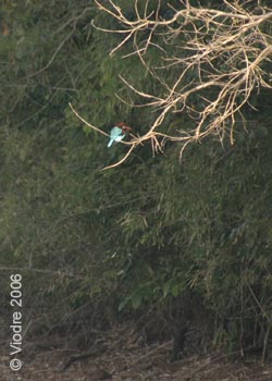 IMG_8013a