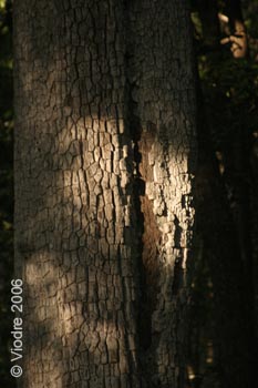 IMG_8242