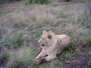 Wildlife in Zuid-Afrika